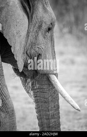 Side profile of an Elephant in black and white. Stock Photo