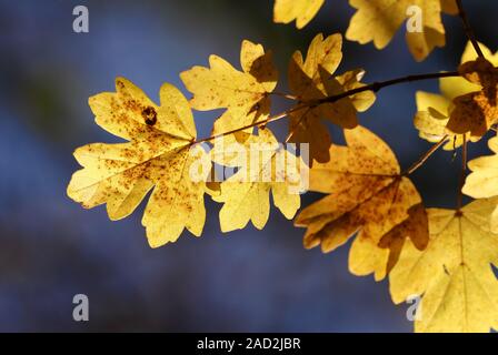 Backlit Field Maple leaves (Acer campestre) in autumn colours. Tipperary, Ireland Stock Photo