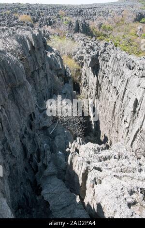 Plants growing on limestone rocks. The plants are growing on a karst limestone formation. Karst landscapes are shaped by the erosion of layers of solu Stock Photo