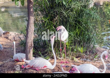 Caribbean pink flamingo at Ras Al Khor Wildlife Sanctuary, a wetland reserve in Dubai, United Arab Emirates Stock Photo