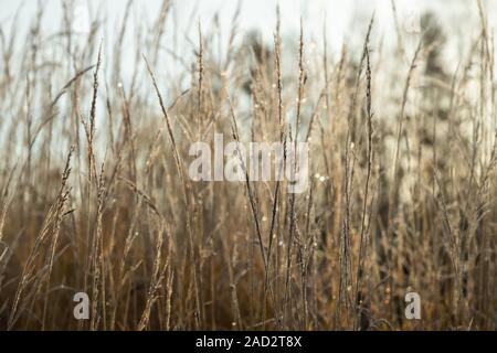 Frozen dry grass at sunny autumn morning. Bokeh effect. Stock Photo