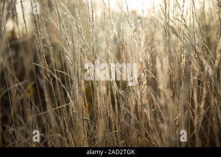 Frozen dry grass at sunny autumn morning. Bokeh effect. Stock Photo