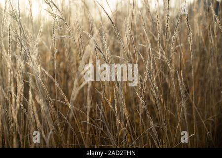 Frozen dry grass at sunny autumn morning. Bokeh effect. Stock Photo