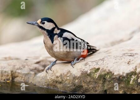 Close view of a Great spotted wood-pecker (Dendrocopos major) with out of focus background Stock Photo