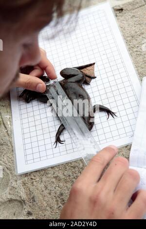 African clawed frog (Xenopus laevis) being sexed, measured and electronically tagged as part of a research project recording the geographical expansio Stock Photo