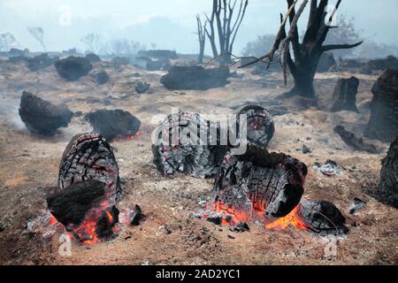 Smouldering tree stumps in scrubland after a wildfire. Photographed in Table Mountain National Park, Cape Town, South Africa, in 2015. Stock Photo