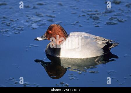 Common Pochard often feed at night  -  (Pochard - Photo male in summer plumage) Stock Photo