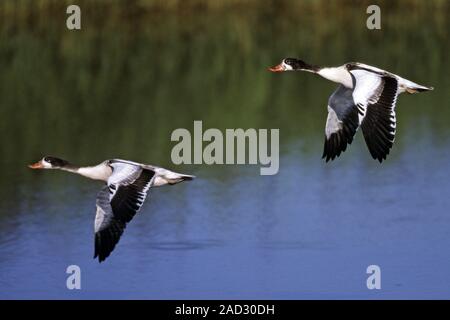 Common Shelduck, moulting flocks can be very large, for example 100.000 birds on the Wadden Sea Stock Photo