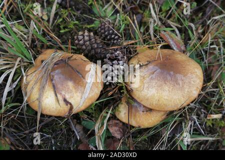 Butter mushroom, symbiosis with pine trees, Slippery Jack, suillus luteus Stock Photo
