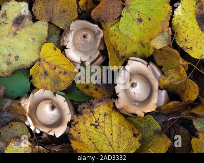 collared earthstar, geastrum triplex Stock Photo