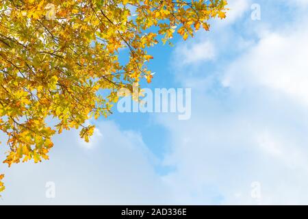 Oak tree branches - yellow autumn foliage in front of blue sky and white clouds Stock Photo