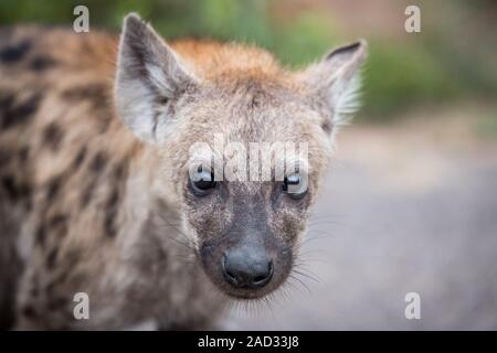 Young Spotted hyena starring at the camera. Stock Photo