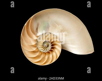 Internal structure of chambered nautilus demonstrating almost perfect logarithmic spiral Stock Photo