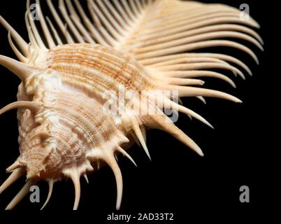 With more than 100 spines, this snail is well protected from predators and from sinking into soft mud. It is an aggressive predator that feeds on othe Stock Photo