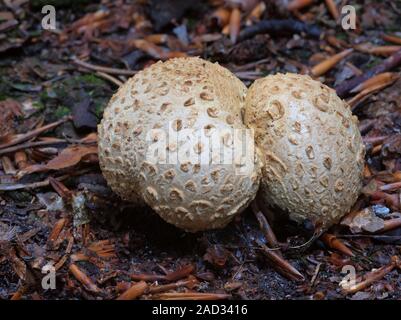 Common earthball, pigskin poison puffball Stock Photo