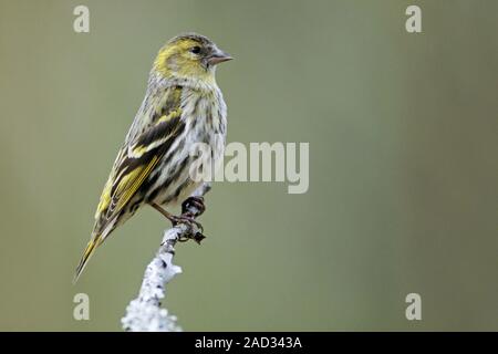 Eurasian Siskin, the female lays 2 to 6 eggs  -  (Siskin - Photo female bird) Stock Photo