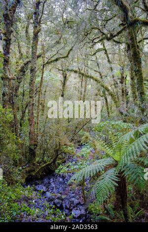 On the way back up the valley from Milford Sound at the Chasm. Lichen and moss-covered trees (Notofagus sp.) and soft tree ferns, or kātote. Stock Photo