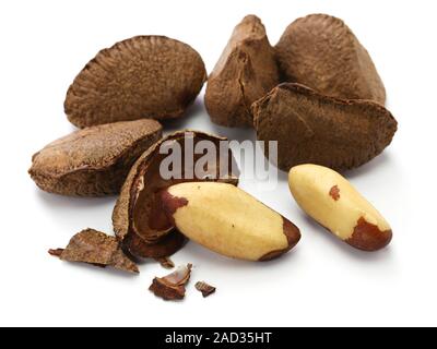 Raw Brown Organic Brazil Nuts in the Shell Stock Photo - Alamy