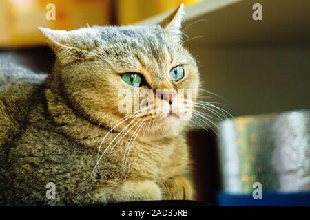 British brown cat closeup portrait pet lying Stock Photo