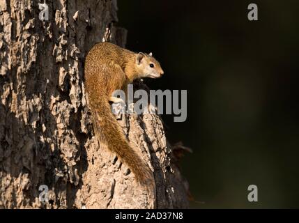 Smith's bush squirrel (Paraxerus cepapi) sitting in a tree. This small rodent has an omnivorous diet, feeding on seeds, fruits, nuts, insects and bird Stock Photo