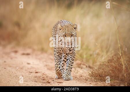 Leopard walking towards the camera. Stock Photo