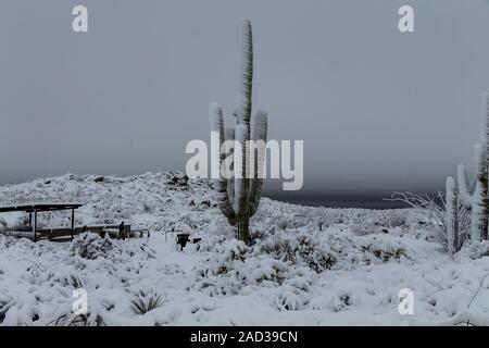 Snow covered Saguaro cactus in Scottsdale, Arizona.