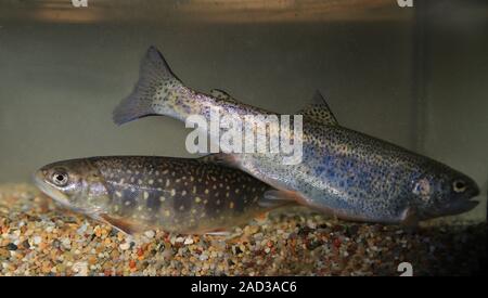 Brook trout, Salvelinus fontinalis and rainbow trout, Oncorhynchus mykiss Stock Photo