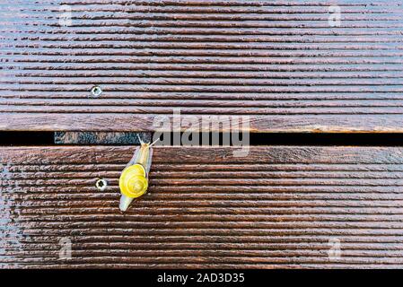 Snail on the wet terrace - shallow depth of field Stock Photo
