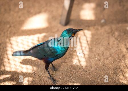 Cape glossy starling in the Kruger National Park, South Africa. Stock Photo