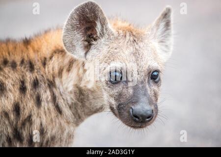 Baby Spotted hyena. Stock Photo