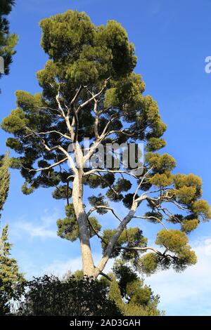 Nice, Mediterranean pine on the castle hill, Pinus pinea Stock Photo