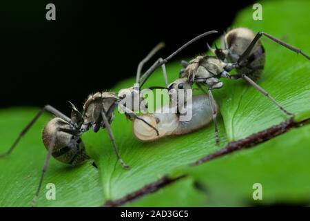 Ants carrying larvae. Photographed in Singapore Stock Photo