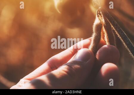 Farmer is checking quality of ripening soybean pods on plantation field, close up of male hand with selective focus Stock Photo