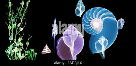 Seaweed and seashells. Coloured X-ray of a diorama of seaweed (left) and seashells. The seashells include the shell of a marine mollusc called a nauti Stock Photo