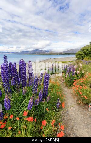 Dirt pathway through lupins (Lupinus polyphyllus) and Californian poppies (Eschscholzia californica) at Lake Tekapo, South Island, New Zealand. Stock Photo
