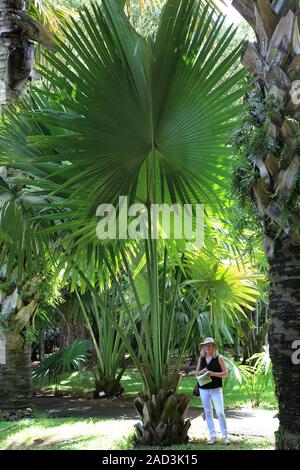 Mauritius, leaf of a Talipot palm in size comparison, Corypha umbraculifera