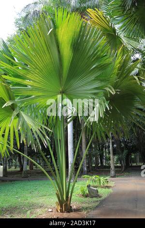 Mauritius, Botanical Garden, Talipot Palm, Corypha umbraculifera