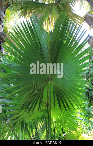 Mauritius, Botanical Garden, Talipot leaf Palm, Corypha umbraculifera
