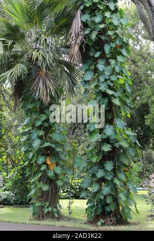 Mauritius, Botanical Garden, Monstera, climbing plant on palm trunk