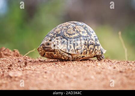 Leopard tortoise walking on the road. Stock Photo
