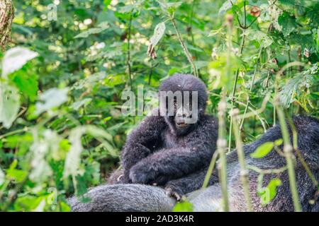 Baby Mountain gorilla sitting on a Silverback. Stock Photo