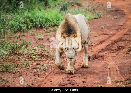 Male Lion walking towards the camera. Stock Photo