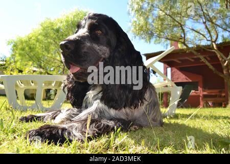 Cocker Spaniel Stock Photo