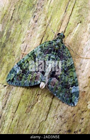 Red-green carpet moth (Chloroclysta siterata) resting on a wood surface. This moth is found in the Palaearctic region across most of Europe to central Stock Photo