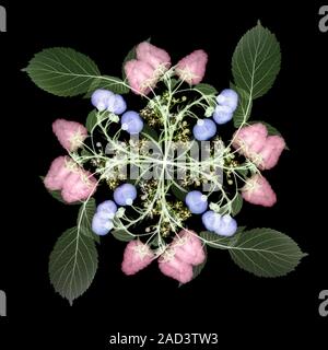 Coloured X-ray of blueberry (Vaccinium sp., round), raspberry (Rubus sp., triangular) and elderflower (Sambucus sp.), plants and fruit. Stock Photo