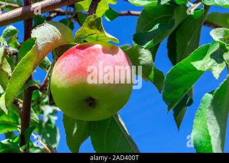 Organic apples hanging from a tree branch in an apple orchard. Harvest of ripe fruit Stock Photo