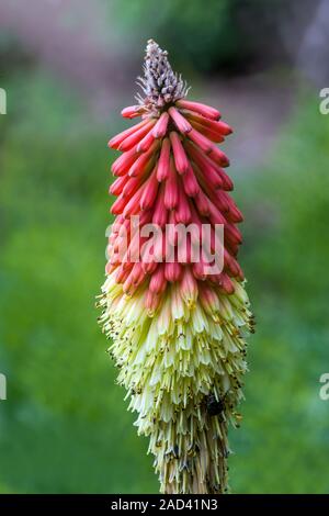 Red Hot Poker Kniphofia uvaria 'Royal Castle' Stock Photo