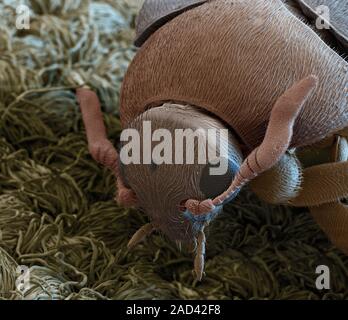 Brown carpet beetle (Attagenus smirnovi). Coloured scanning electron micrograph (SEM) of a brown carpet beetle, showing its antennae and one of its co Stock Photo