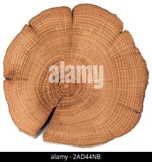 Irregular shaped oak wood slab with growth rings and cracks isolated on white background overhead view Stock Photo