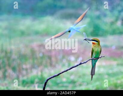 Blue-tailed bee-eater (Merops philippinus) perching on a twig with an insect in its beak. This bird predominantly eats bees and dragonflies, which are Stock Photo
